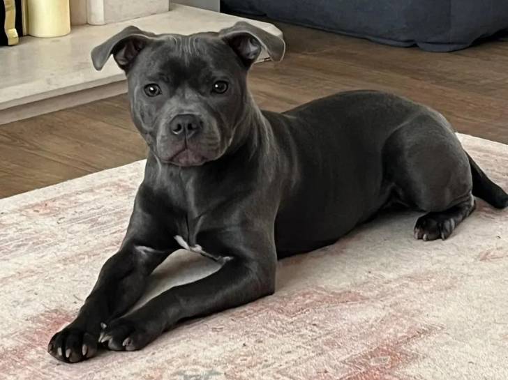 Un American Bully Staffy Bull Terrier allongé sur un tapis et regardant vers la caméra