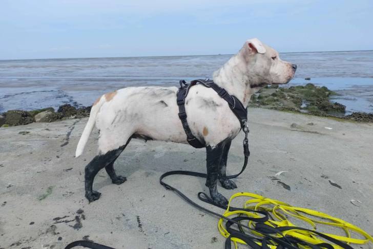 Un American Bully Staffy Bull Terrier portant un harnais