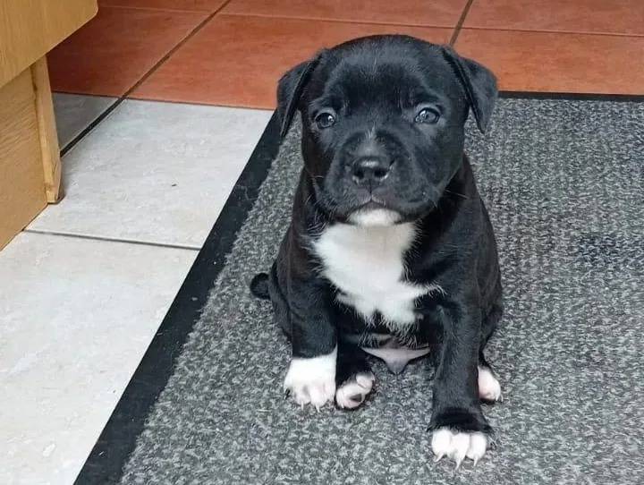 Un American Bully Staffy Bull Terrier assis sur un tapis