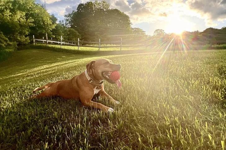 Un American Bully Staffy Bull Terrier allongé sur une terrain herbeux et tenant une balle dans sa gueule