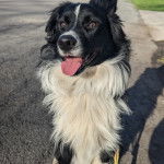 Un Border Stack au pelage bicolore, assis sur une surface goudronnée et tirant la langue 