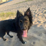 Un Border Stack au pelage bicolore, debout sur ses quatre pattes sur une surface sableuse et ayant la langue pendante 