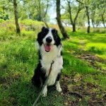Un Border Stack au pelage bicolore, assis sur une surface herbacée, tirant la langue et qui est tenu en laisse