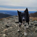 Un Border Stack au pelage bicolore, debout sur ses quatre pattes sur des gravillons, regardant vers la caméra et portant un collier autour du cou 