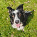 Un Border Stack au pelage bicolore, assis sur une surface herbacée et ayant la gueule ouverte 