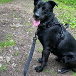 Un Border Stack au pelage noir, tirant la langue et qui est tenu en laisse