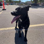 Un Border Stack au pelage bicolore, debout sur ses quatre pattes sur une surface bitumée ayant la langue pendante et portant un harnais 