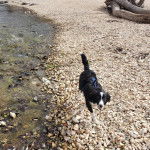 Un Border Stack au pelage bicolore, marchant sur des gravillons et regardant la caméra de haut