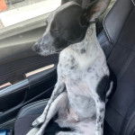 Un Border Stack au pelage bicolore, assis sur un siège d'une voiture et semblant détendu 