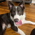 Un Border Stack au pelage bicolore, allongé sur un plancher et tirant la langue 
