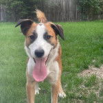 Un Border Stack au pelage tricolore, debout sur ses quatre pattes sur une surface herbacée et ayant la langue pendante 