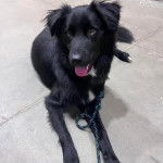 Un Border Stack au pelage bicolore, allongé sur un sol carrelé et qui est tenu en laisse