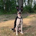 Un Border Stack au pelage tricolore, assis sur une surface herbacée, tirant la langue et portant un harnais 
