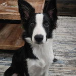 Un Border Stack au pelage bicolore, assis sur un tapis et regardant vers la caméra 