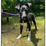 Un Border Stack au pelage bicolore, debout sur une surface herbacée et qui est tenu en laisse 