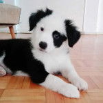 Un Border Stack au pelage bicolore, allongé sur un plancher et regardant vers la caméra 