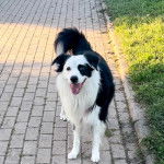 Un Border Stack au pelage bicolore, debout sur ses quatre pattes sur une surface pavés et ayant la gueule ouverte 