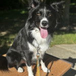 Un Border Stack au pelage bicolore, tirant la langue et qui est tenu laisse 