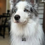 Un Border Stack au pelage bicolore, portant un collier autour du cou et semblant détendu 