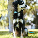 Un Border Stack au pelage bicolore, assis sur une surface gazonnée et semblant détendu 