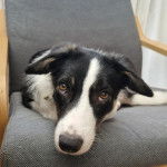 Un Border Stack au pelage bicolore, allongé sur une chaise et semblant détendu 