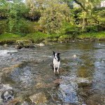 Un Border Stack au pelage bicolore, assis sur un ruisseau et portant un collier autour du cou 