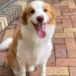 Un Border Stack au pelage bicolore, assis sur une surface pavés et tirant la langue 