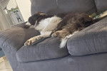 Un Border Stack allongé sur un canapé et semblant dormir 
