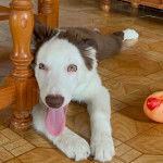 Un Border Stack au pelage bicolore, allongé sur un sol carrelé et ayant la langue pendante 