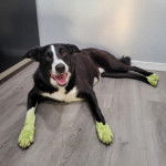 Un Border Stack au pelage tricolore, allongé sur un plancher et ayant la gueule ouverte 