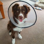 Un Border Stack au pelage bicolore, assis sur un tapis, tirant la langue et portant un carcan 