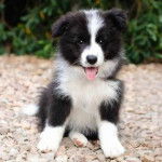 Un Border Stack au pelage bicolore, assis sur des gravillons et tirant la langue