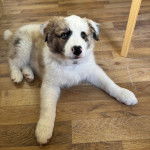 Un Border Stack au pelage tricolore, allongé sur un plancher et semblant détendu