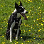 Un Border Stack au pelage bicolore, assis sur une surface herbacée, ayant la langue pendante et portant un harnais
