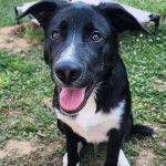 Un Border Stack au pelage bicolore, assis sur une surface herbacée et ayant la gueule ouverte 