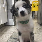 Un Border Stack au pelage bicolore, assis sur un sol carrelé et portant un collier autour du cou 