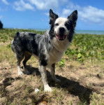 Un Border Stack au pelage bicolore, debout sur ses quatre pattes sur une surface herbacée et regardant vers la caméra 