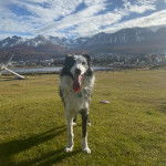 Un Border Stack au pelage bicolore, debout sur ses quatre pattes sur un terrain gazonnée et ayant la langue pendante 