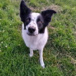 Un Border Stack au pelage bicolore, assis sur une surface herbacée et regardant vers la caméra 