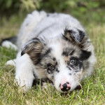 Un Border Stack au pelage bicolore, allongé sur une surface gazonnée et regardant vers la caméra
