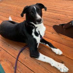 Un Border Stack au pelage bicolore, allongé sur un plancher et qui est tenu en laisse