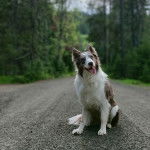 Un Border Stack au pelage bicolore, assis sur une route et tirant la langue 
