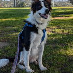 Un Border Stack au pelage tricolore, assis sur un terrain gazonné, ayant la gueule ouverte et qui est tenu en laisse 