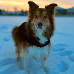 Un Border Stack au pelage bicolore, debout sur ses quatre pates dans la neige et portant un collier autour du cou 