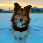 Un Border Stack au pelage bicolore, allongé dans la neige et portant un collier autour du cou 