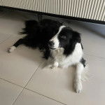 Un Border Stack au pelage bicolore, allongé sur un sol carrelé et semblant détendu 