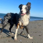 Un Border Stack au pelage bicolore, debout sur ses quatre pattes sur une surface sableuse et qui est tenu en laisse 