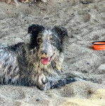 Un Border Stack au pelage tricolore, allongé sur une surface sableuse et ayant la gueule ouverte