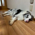 Un Border Stack au pelage bicolore, allongé sur un plancher et semblant détendu 