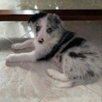 Un Border Stack au pelage bicolore, allongé sur un sol carrelé et regardant vers la caméra 